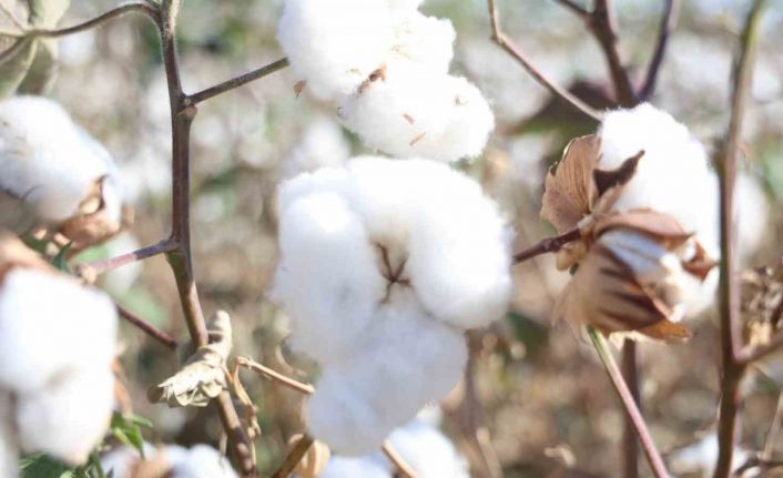 Amik Ovası’nda beyaz altın pamukta 140 bin ton rekolte bekleniyor
