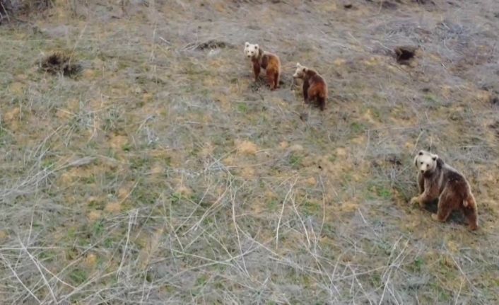 Anne ayı ve iki yavrusu havadan görüntülendi