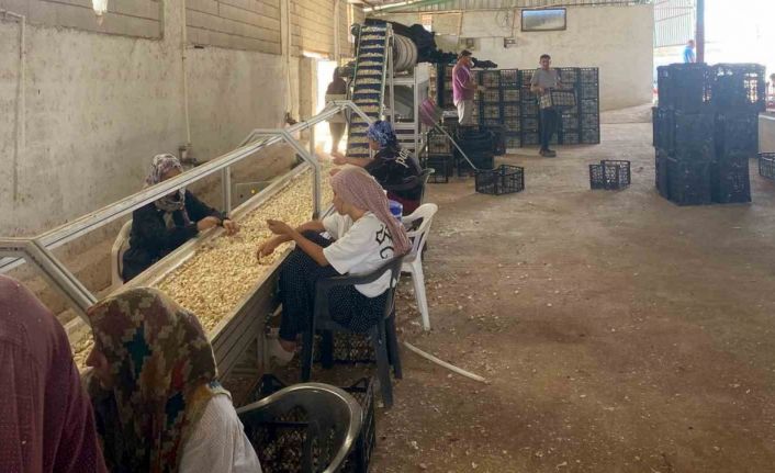 Arabanlı sarımsak çiftçisi, Ata tohumu tesisi kurdu