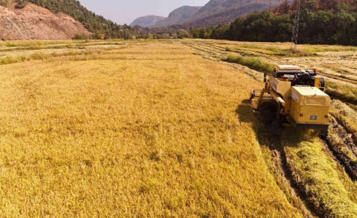 Aşırı sıcaklar "beyaz altın" çeltikte verimliliği düşürdü