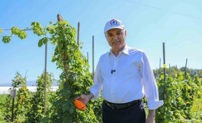 Ata tohumları meyve vermeye başladı