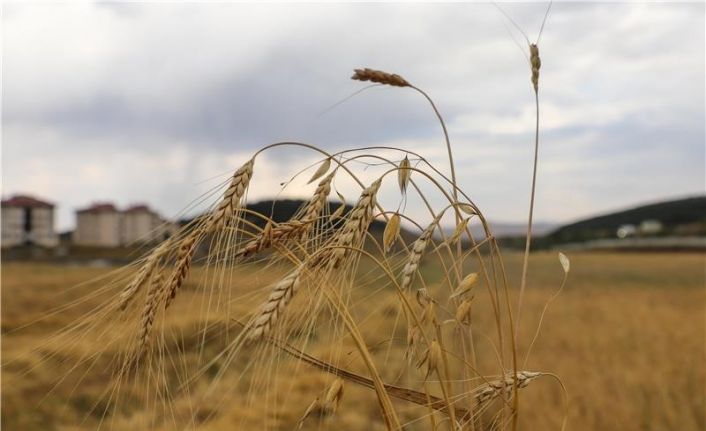 Ata Tohumu Kavılcanın hasadı başladı