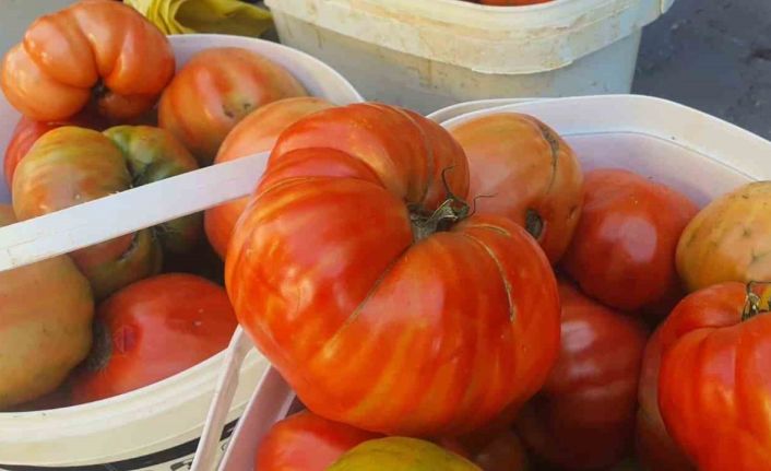 Ata tohumundan yetişen Mahman domatesi tezgahlarda yerini aldı