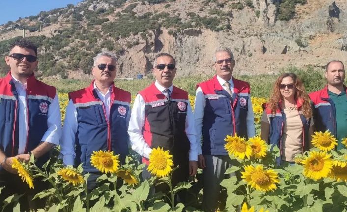 Aydın’da 95 bin dekar alanda ayçiçeği ekiliyor