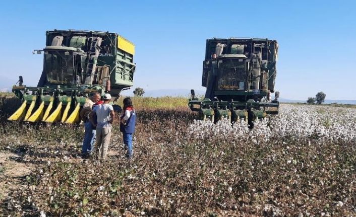 Aydın’da pamuk toplama fiyatı belirlendi