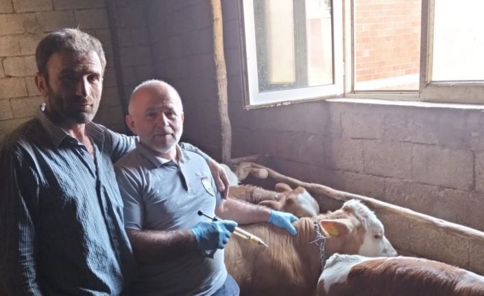 Aydıntepe’nin birçok köyünde şap aşılamaları tamamlandı