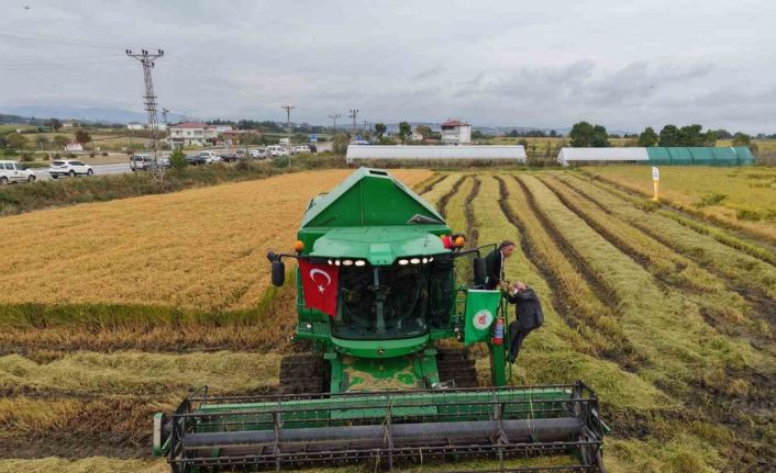 Bafra Ovası’nda çeltik hasadı başladı