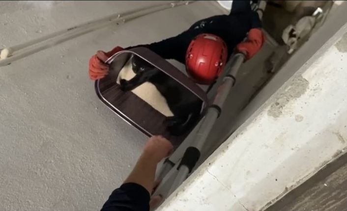 Balıkesir’de apartman boşluğuna düşen kedi yaralı olarak kurtarıldı