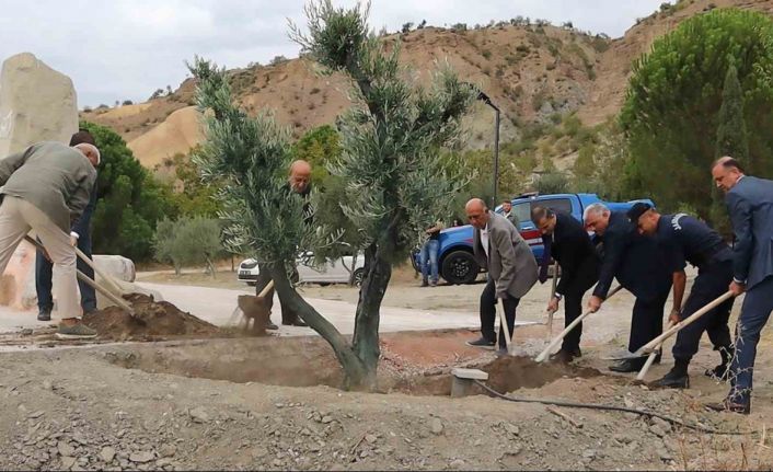 Baltacı Mehmet Paşa anısına asırlık zeytin ağacı dikildi