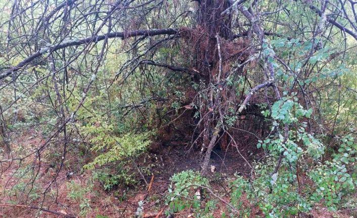 Bartın’da 1 saatte 4 ağaca yıldırım düştü