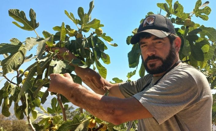 Başkasının kollarıyla incir hasadı yapıyor