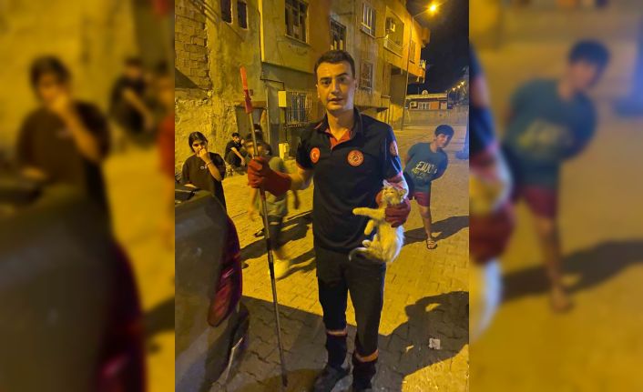 Batman’da pano içinde mahsur kalan kedileri itfaiye ekipleri kurtardı