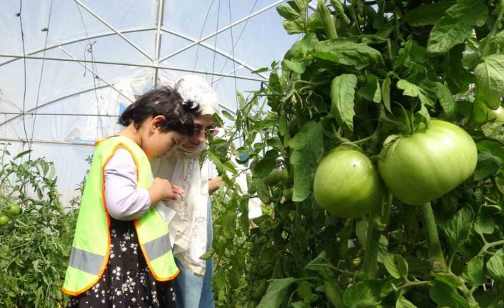 Bayburt’ta özel öğrenciler serada organik sebze hasadı yaptı