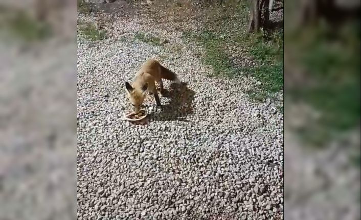 Bayburt’taki alabalık tesisinin sadık misafiri ’Tilki Rıfkı’ her akşam balık yemeye geliyor