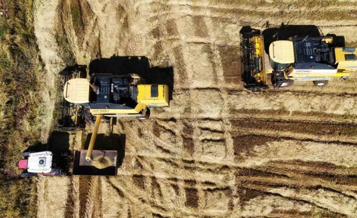 Bin dönümde yaklaşık 6 milyon lira maliyeti bulan tescilli Karacadağ pirincinde hasat zamanı