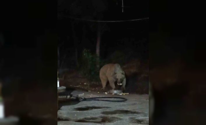 Bingöl’de şantiye alanına inen ayı karnını doyurdu... O anlar kamerada