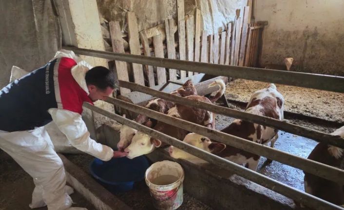 Bitlis’te aşılama çalışmaları devam ediyor