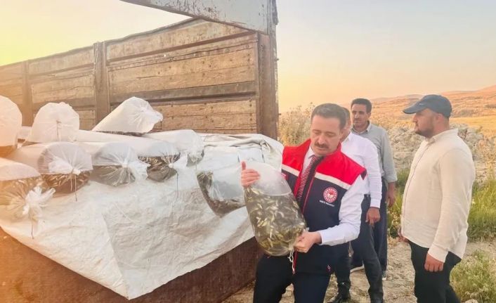 Bitlis’te Aygır ve Nazik göllerine 3 milyon 895 bin sazan balığı yavrusu bırakıldı