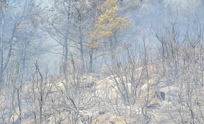 Bodrum orman yangınına yoğun müdahale