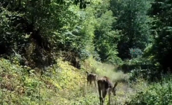 Bolu’da nadir görülen kızıl geyikler görüntülendi