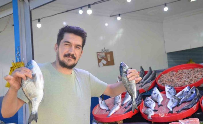 Bu yıl tezgâhların şampiyonu sardalya