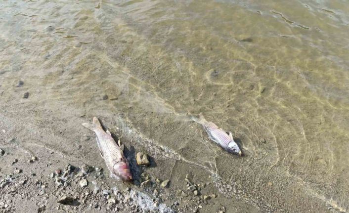 Burcun Göleti’nde balık ölümleri