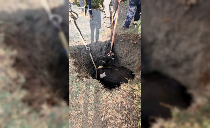 Burdur’da kuyuya düşen inek 2 saatlik çalışmayla kurtarıldı