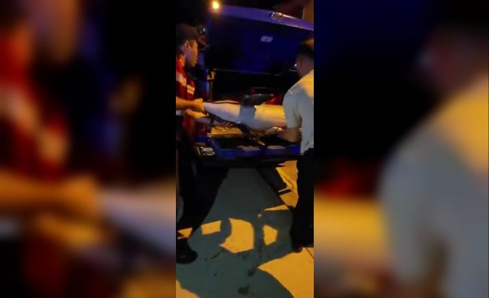 Bursa’da ölü yunus balığı kıyıya vurdu