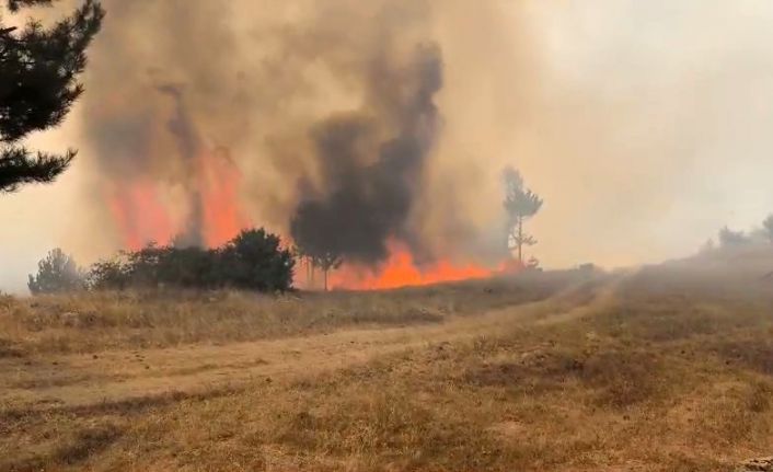 Bursa’da orman aygını