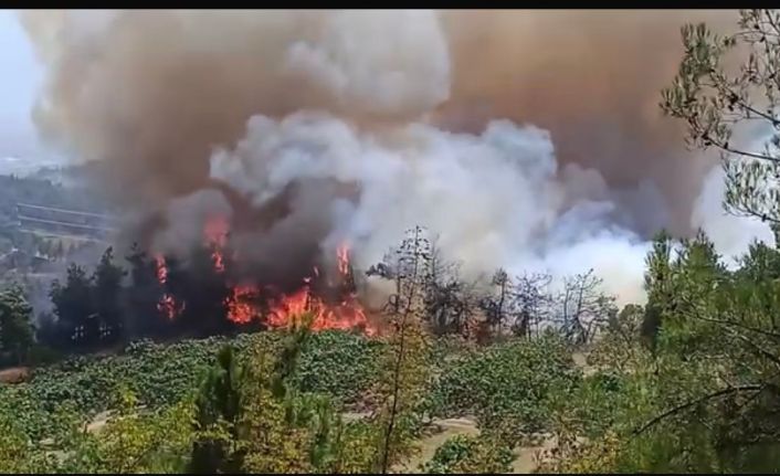 Bursa’daki orman yangını büyüyor