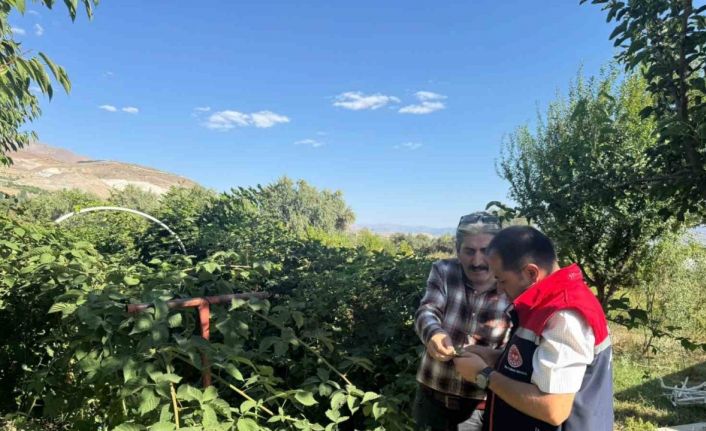 Büyük Çakırman köyündeki böğürtlen üretimi yerinde incelendi