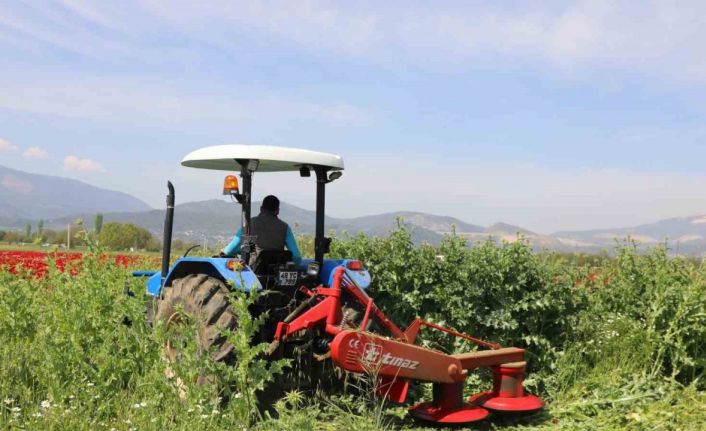 Büyükşehir’den üreticilere ücretsiz yem bitkisi tohumu desteği