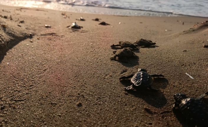 Caretta carettalar denizle buluştu