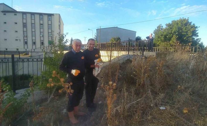 Çaya düşen engelli kediyi itfaiye kurtardı