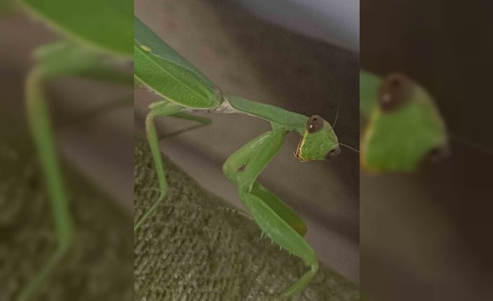 Çiftçi dostu: Peygamberdevesi