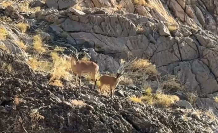 Cilo Dağı’nda doğaseverlere dağ keçisi sürprizi