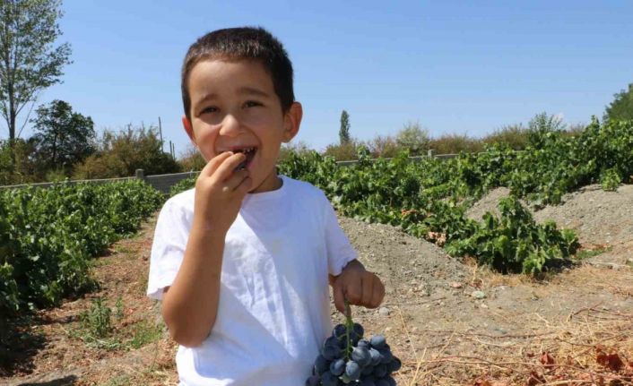 Cimin Üzümü hastalıklara şifa