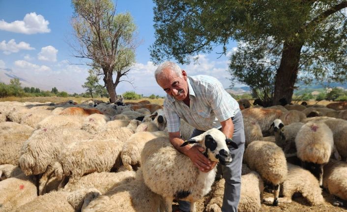 Çoban krizi büyüyor: Bir aylık ücret 130 bin TL’ye çıktı