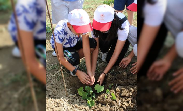 Çocuk çiftçiler üzüm bağlarıyla buluştu