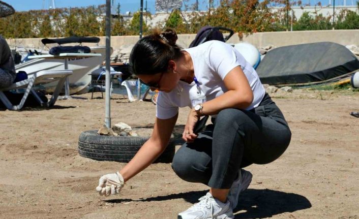 Deniz Çöpleri İzleme Programı Turgutreis’te devam etti