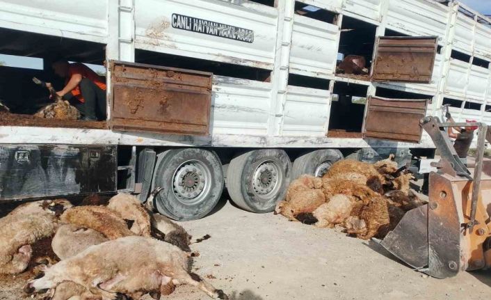 Devrilen tırdaki 147 küçükbaş hayvan telef oldu