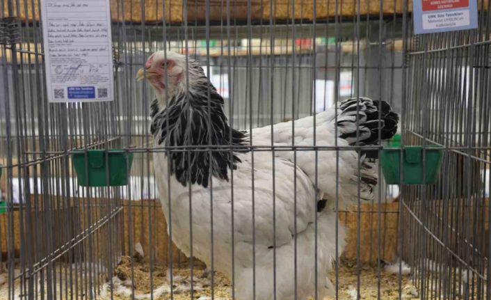 Doğu ve Güneydoğu’nun en güzel horoz ve tavukları belli oldu