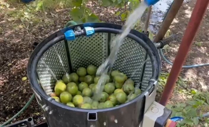 Dünyaca ünlü tescilli Adilcevaz cevizi hasadı başladı