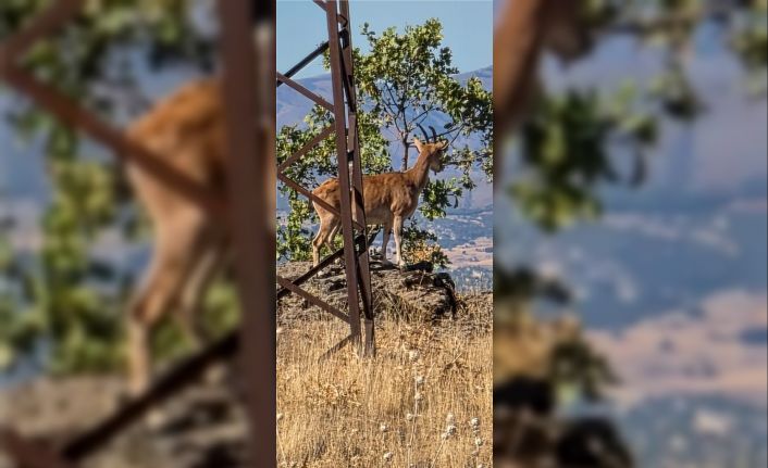 Elazığ’da dağ keçileri görüntülendi