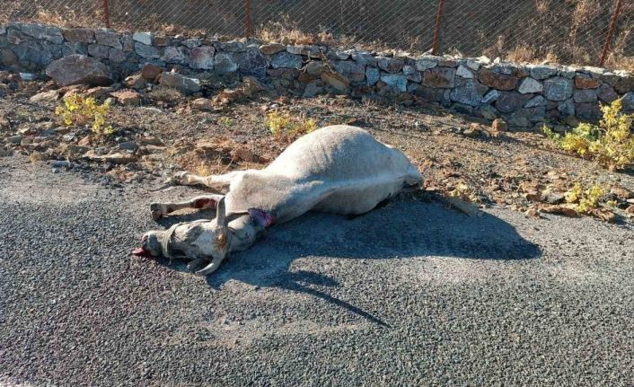 Elazığ’da otomobilin çarptığı at telef oldu