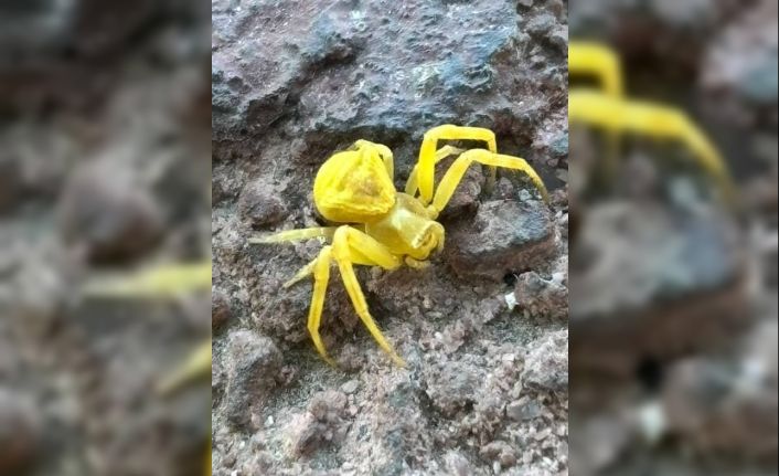 Elazığ’da Sarı Yengeç örümceği görüldü