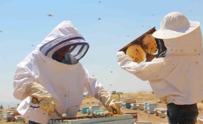 Erzincan’da arıcıların bal hasadı sürüyor
