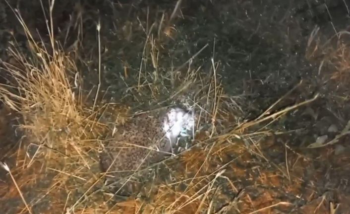 Erzincan’da şaşırtan olay: Civcivleri yiyen tilki değil kirpi çıktı