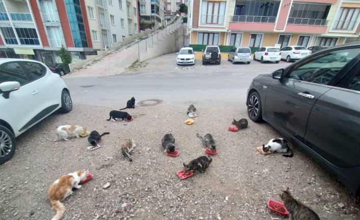 Evinin önüne gelen kedileri her sabah besliyor