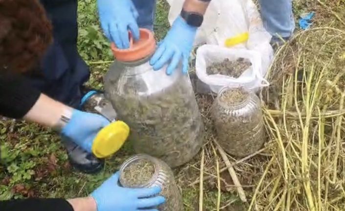 Fındık bahçesindeki bidonlardan uyuşturucu çıktı